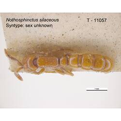 Ant specimen, dorsal view.