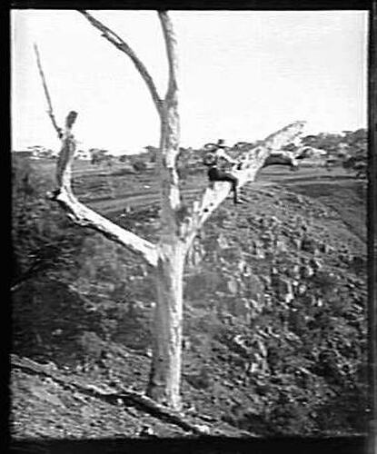 [Raiding the nest of a Boobook Owl in a hollow tree, Werribee, about 1900.]