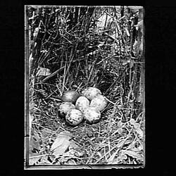 Glass Negative - Nest of the Stubble Quail, by A.J. Campbell, Australia, pre 1900