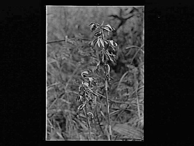 Negative - Glass