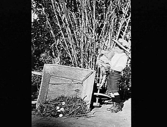 MERRIGUM - FRANK STEPHENSON WITH WHEELBARROW AND HENS EGGS
