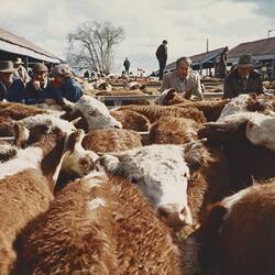 Digital Photograph - Cattle Sale, Newmarket, Sep 1985