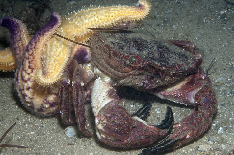 <em>Asterias amurensis</em>, Northern Pacific Seastar. St Leonards Jetty, Port Phillip, Victoria.