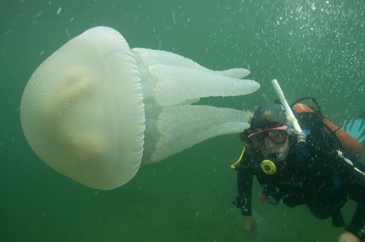 Large jellyfish beside diver in water.