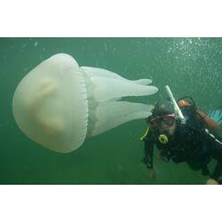 Large jellyfish beside diver in water.
