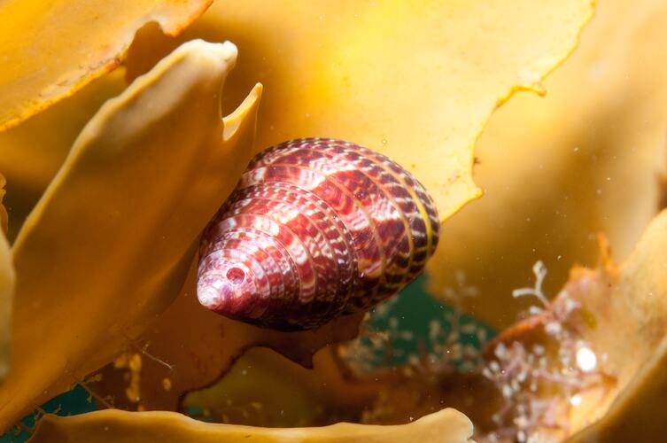 <em>Cantharidus pulcherrimus</em>, Crimson Lip Weed Shell. Bunurong Marine National Park, Victoria.