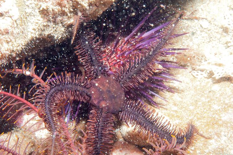 Purple Brittle Star on a reef