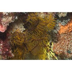<em>Cenolia trichoptera</em>, Feather Star. Popes Eye, Port Phillip, Victoria.