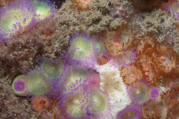 <em>Corynactis australis</em>, Jewel Anemone. Wilsons Promontory National Park, Victoria.