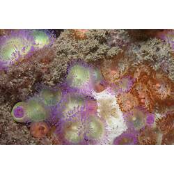 <em>Corynactis australis</em>, Jewel Anemone. Wilsons Promontory National Park, Victoria.