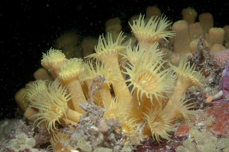 Class Anthozoa, zoanthid. Wilsons Promontory National Park, Victoria.