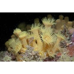 Class Anthozoa, zoanthid. Wilsons Promontory National Park, Victoria.