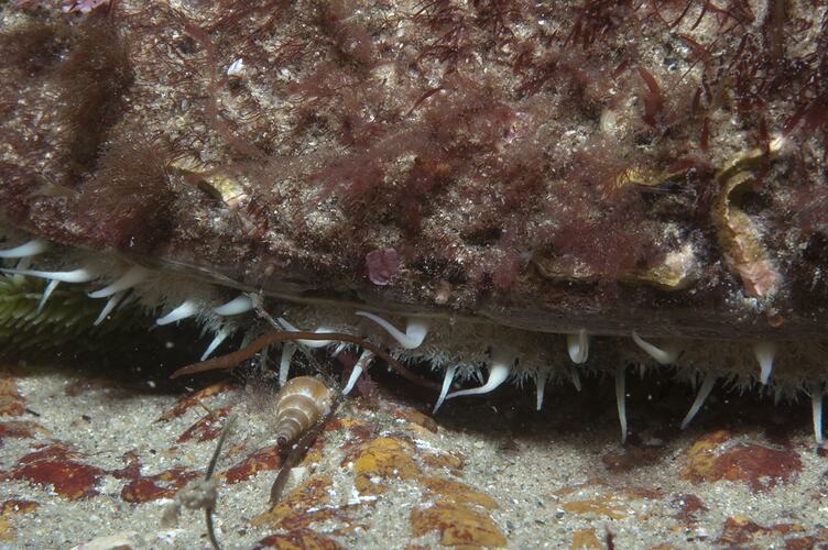 <em>Haliotis rubra</em>, Black-lipped Abalone. Wilsons Promontory National Park, Victoria.