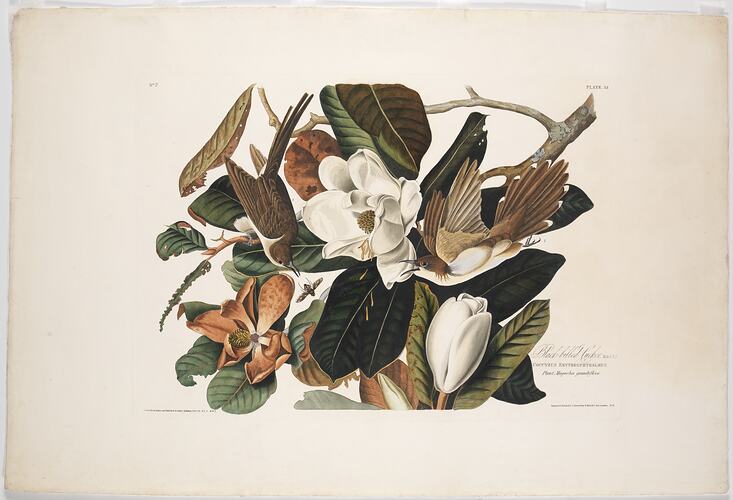 Print - Black-billed Cuckoo, <em>Coccyzus erythropthalmus</em>, John James Audubon, 1830 [BA 97]