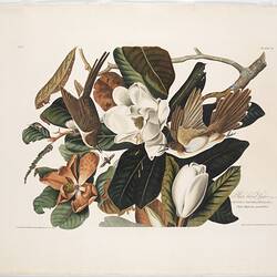 Watercolour print - Black-billed Cuckoo, Coccyzus erythropthalmus, John James Audubon, 1828