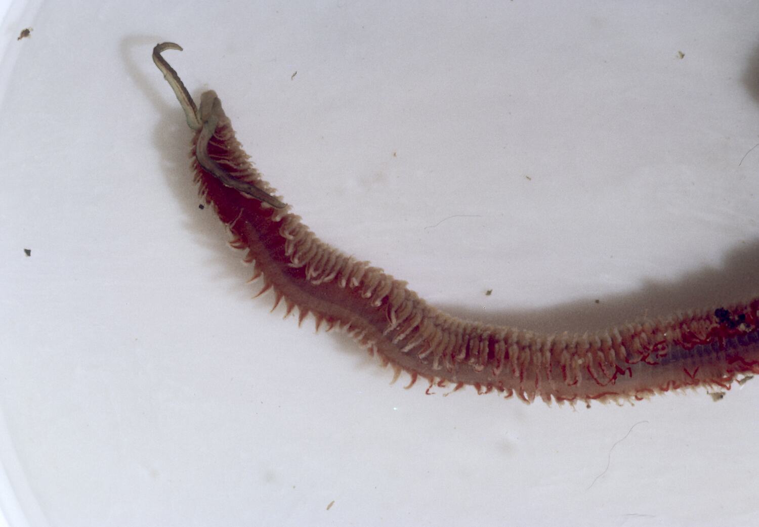 Slide Worm, Garden Cove, Macquarie Island, Tasmania, Dec 1959