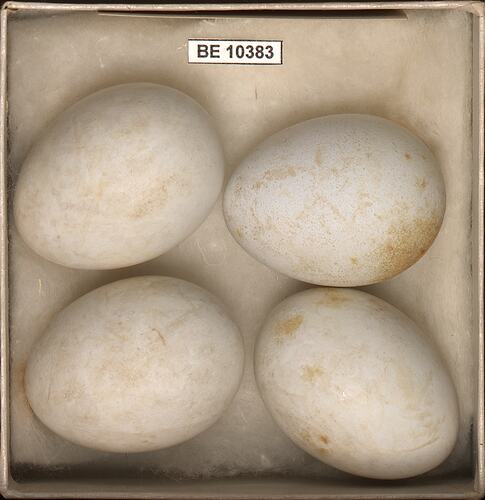 Four bird eggs with specimen labels in box.