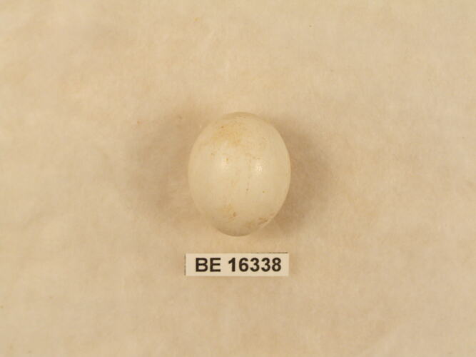 Bird egg with specimen label.