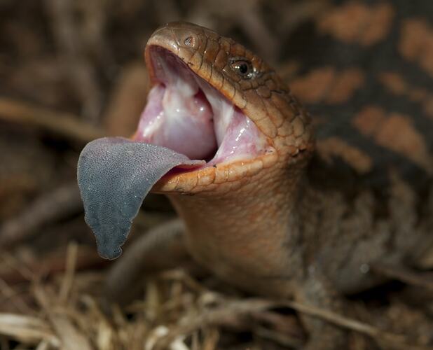 Lizard with mouth open, blue tongue protruding.