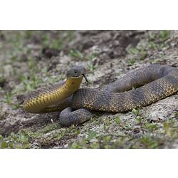 Brown snake with yellow belly coiled with head raised.