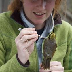Dr Karen Rowe, Senior Curator of Birds, preserving bird specimen for collection, Grampians Bioscan, November 2012