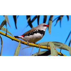 A Diamond Firetail perched in a tree, against a bright blue sky.