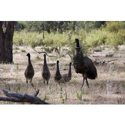 Adult Emu with four juveniles walking through short grass.