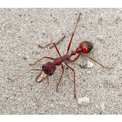 Red ant with big jaws.