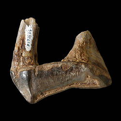 Isolated fossil tooth with long bladed edge.