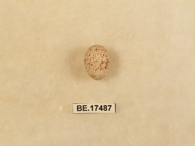 Bird egg with specimen label.
