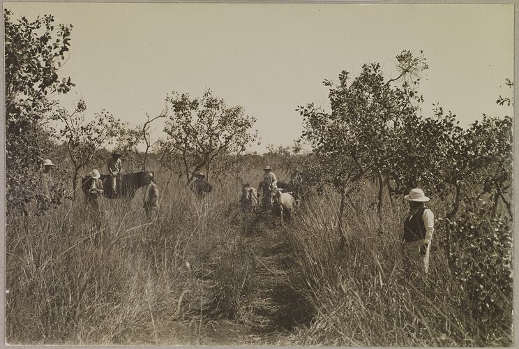 'On the Daly River Track - Apple bush country (the first vehicular traffic for a year)'