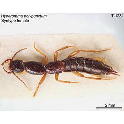 Beetle specimen, female, dorsal view.