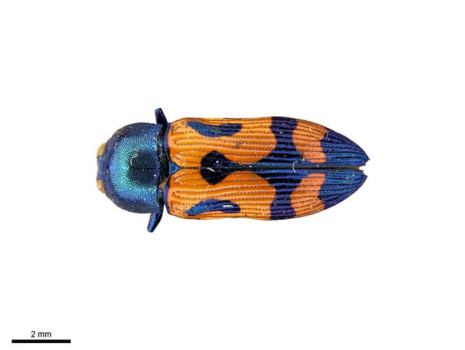 Pinned orange and blue jewel beetle specimen, dorsal view.