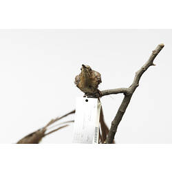 Taxidermied bird mounted on branch viewed from front.