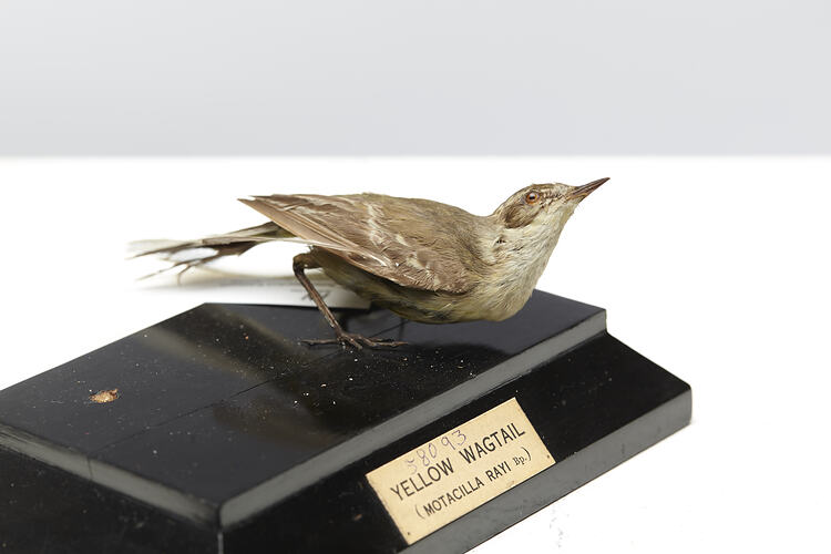 Side view of taxidermied bird specimen with labels.