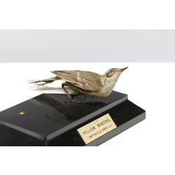 <em>Motacilla flava flavissima</em>