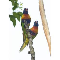 Two brightly coloured birds on a branch.