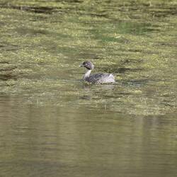Grebe swimming in weedy water.