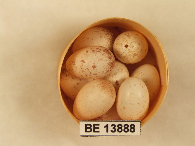 Seven bird eggs with specimen label in round box
