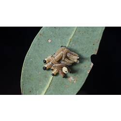 Tortoise Leaf Beetle.