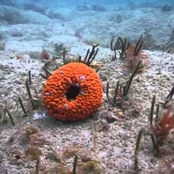 Silent footage of the Swimming Anemone, <em>Phlyctenactis tuberculosa</em>.