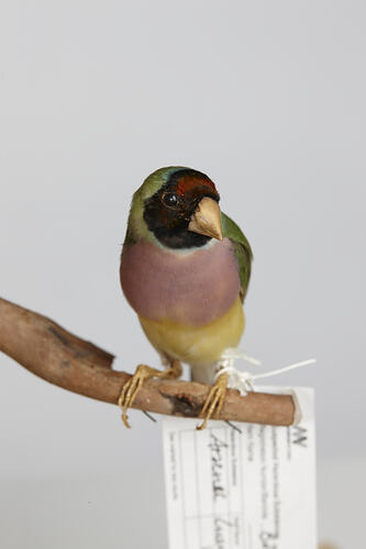 Pink-chested, bird mount with black head and yellow beak, front view.