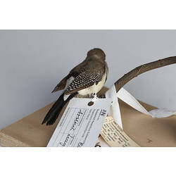 Brown and cream bird mount, rear view.