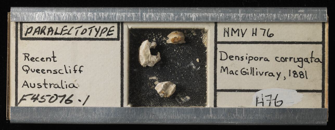 Metal-edged microslide with bryozoan specimen.