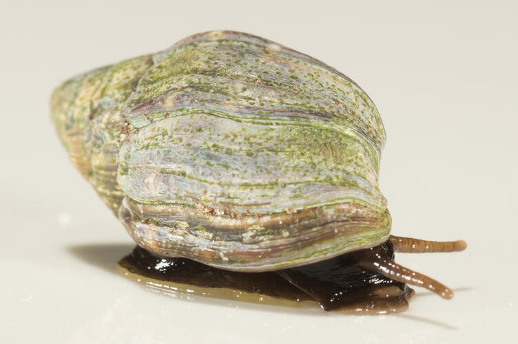 Side view of marine snail, brown head and tentacles with cream-green shell.