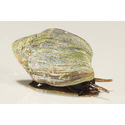 Side view of marine snail, brown head and tentacles with cream-green shell.