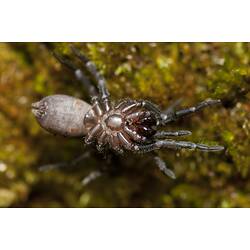 <em>Stanwellia</em> sp., trapdoor spider. Budj Bim Cultural Heritage Landscape, Victoria.