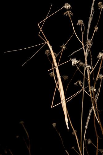 Order Phasmatodea, stick insect. Budj Bim Cultural Heritage Landscape, Victoria.