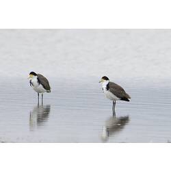 Two black and white birds with yellow faces standing in still water.