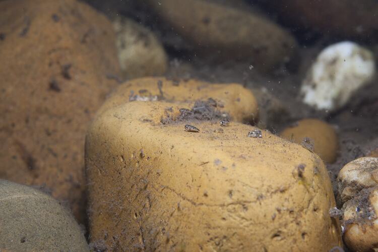 <em>Micronecta</em> sp., water boatman. Neds Corner, Victoria.